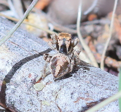 Habronattus arcalorus