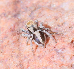 Habronattus arcalorus