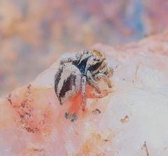 Habronattus arcalorus