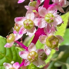 Phytolacca thyrsiflora