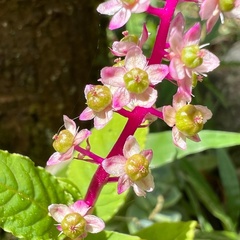 Phytolacca thyrsiflora