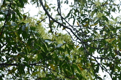 Machilus zuihoensis mushaensis