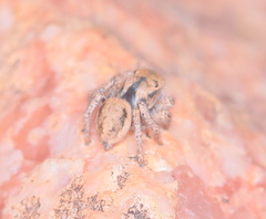 Habronattus arcalorus