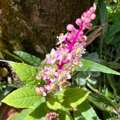 Phytolacca thyrsiflora