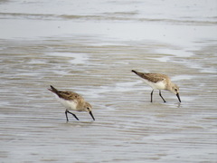 Calidris alpina