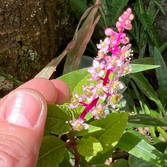 Phytolacca thyrsiflora