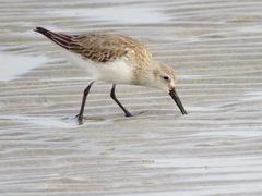 Calidris alpina