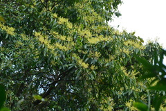 Machilus zuihoensis mushaensis