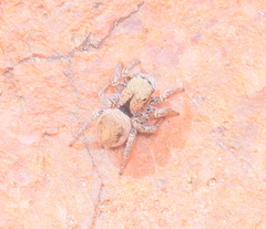 Habronattus arcalorus