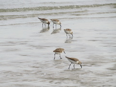 Calidris alpina