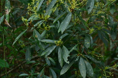 Machilus zuihoensis mushaensis