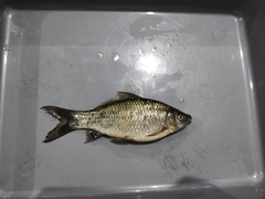 Osteochilus vittatus