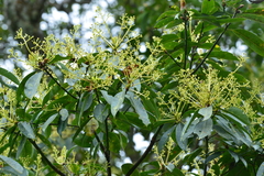 Machilus zuihoensis mushaensis