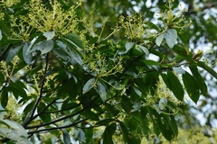 Machilus zuihoensis mushaensis