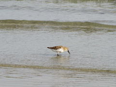 Calidris alpina