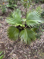 Pritchardia
