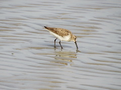 Calidris alpina