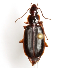 Cymindis platicollis