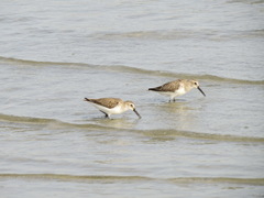 Calidris alpina
