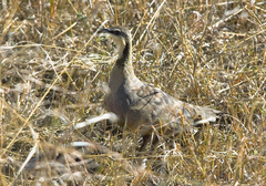 Pterocles gutturalis