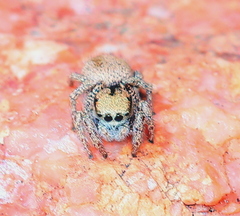 Habronattus arcalorus