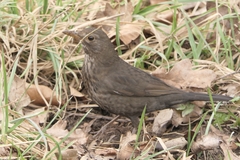 Turdus merula