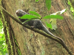 Coendou longicaudatus