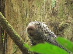 Coendou longicaudatus
