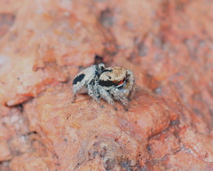 Habronattus arcalorus