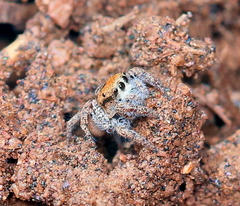Habronattus arcalorus