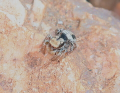 Habronattus arcalorus