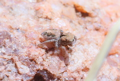 Habronattus arcalorus