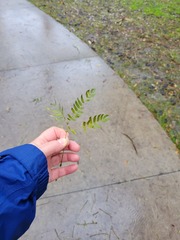 Enterolobium contortisiliquum