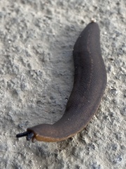 Belocaulus angustipes