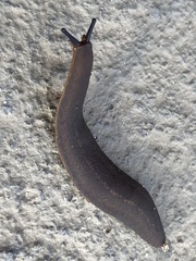 Belocaulus angustipes