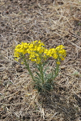 Erysimum capitatum