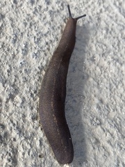 Belocaulus angustipes