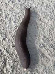 Belocaulus angustipes