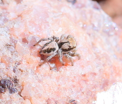 Habronattus arcalorus