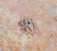 Habronattus arcalorus