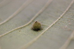 Phylloxera caryaeavellana