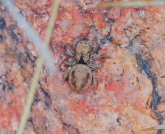 Habronattus arcalorus