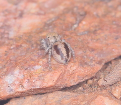 Habronattus arcalorus