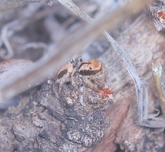 Habronattus arcalorus