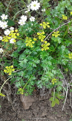 Cymopterus hallii