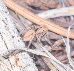 Habronattus arcalorus