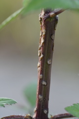 Protomyces bidentis