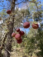 Amphibolips quercuscinerea