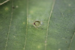 Phylloxera caryaeavellana