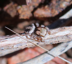 Habronattus arcalorus